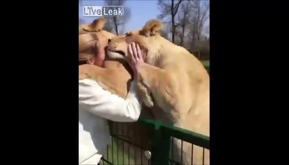 Ces 2 lions retrouvent leur dresseur après 7 ans de séparation