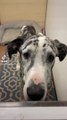 Zoe, the best great dane