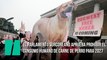 El parlamento surcoreano aprueba prohibir el consumo humano de carne de perro para 2027