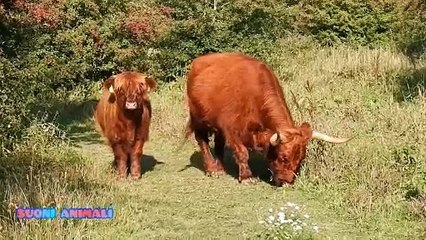 Télécharger la video: Mucche scozzesi al Pascolo _ Mucche a pelo lungo _ bestiame, bovini, erbivoro _ Suoni Animali