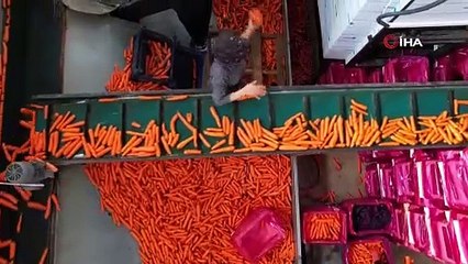 Konya'da hasadı başladı, yılda 10 ay ürün alınıyor: Tam bir vücut koruyucu!