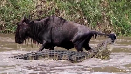 Wildebeest Attempt To Escape From CROCODILE