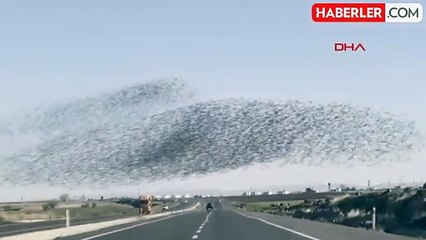 Diyarbakır'da Binlerce Sığırcık Kuşunun Görsel Şöleni