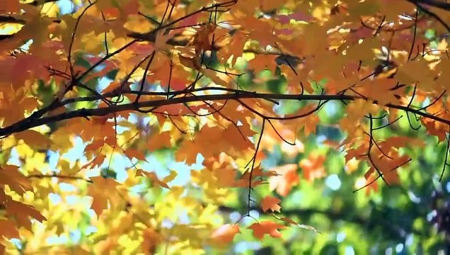 Surah RAHMAN (The Beneficent) ,surah rahman ,most relaxing quran recitation