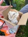 Ballycruttle barn owls defy odds with surprise winter brood