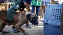 Korea Selatan Resmi Larang Perdagangan Daging Anjing Mulai 2027