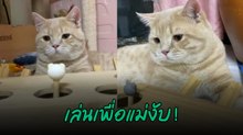 เมื่อทาสแมวซื้อของเล่นมาให้ เจ้าเหมียวไม่ชอบแต่ต้องจำใจเล่นตามหน้าที่