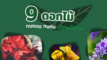 9 ดอกไม้ทนแดดทนฝนปลูกหน้าบ้าน ให้สวนสวยตลอดปี