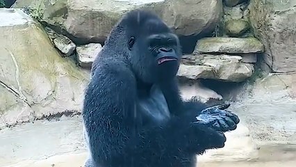 Cute Gorilla Plays IN THE RAIN