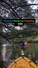 Peaceful mangrove kayaking Goa | AeronFly | Make Your Safar Suhana