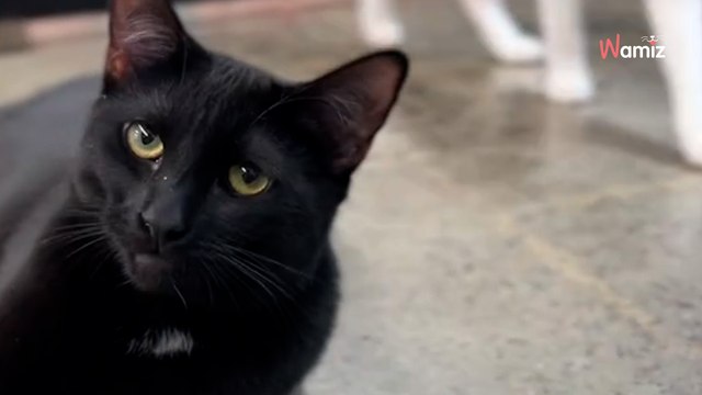 Personne ne veut adopter 2 chatons inséparables : les sauveteurs ont une idée brillante pour leur venir en aide (vidéo)