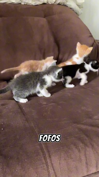 VOCÊ ACREDITA QUE GATOS AFASTAM ENERGIAS NEGATIVAS?