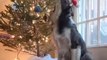Dog Sitting Under Christmas Tree Sings Carols