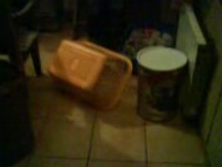 Spectacle de lions de KEBAB