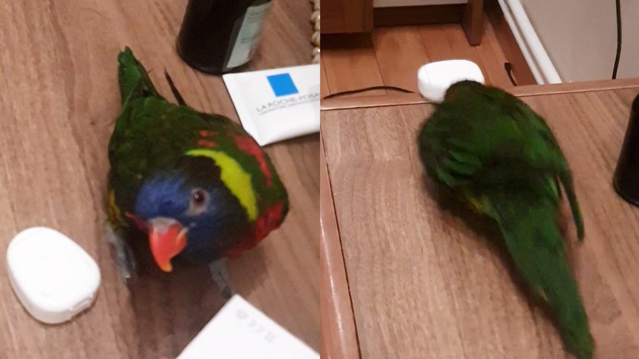 Watch This Cheeky Parrot Loves Pushing Objects Onto the Floor
