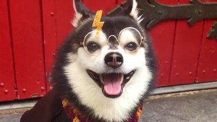 Adorable Pets Dressed as Harry Potter Will Melt Your Heart 🧙️
