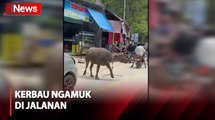 Lepas dari Kandang, Kerbau Mengamuk di Jalan Bikin Panik Warga dan Seruduk Sejumlah Pemotor