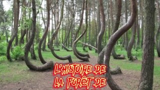 L'histoire de la forêt de Hoia-Baciu. Mystery #paranormal #trending #France #horreur #histoire #terrifiante #fantômes