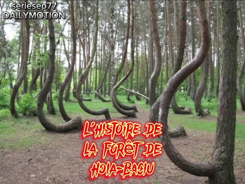 L'histoire de la forêt de Hoia-Baciu. Mystery #paranormal #trending #France #horreur #histoire #terrifiante #fantômes