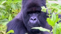 Close-up of a Silverback Gorilla in Rwanda