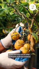 Mandarine et Clémentine : Quelle différence