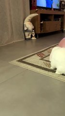 Cute Bunny Plays With Balloon