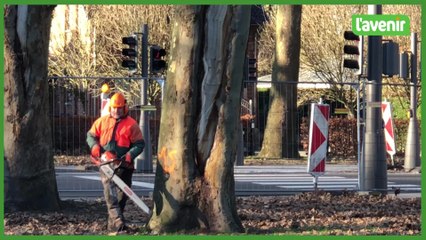 Mise à mort des platanes malades de la drève de Maire