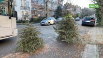 A Bruxelles, les sapins de Noël transformés en compost