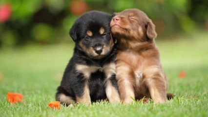 funny animal videos  Funny dog&cat videos Cute animal videos.