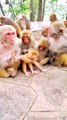Animal Funny Video, New Animal Funny Video, Trending Video, Langoor Viral Video, Bandar Video#Animals#Mankey
