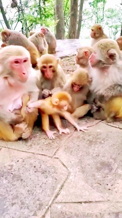 Animal Funny Video, New Animal Funny Video, Trending Video, Langoor Viral Video, Bandar Video#Animals#Mankey