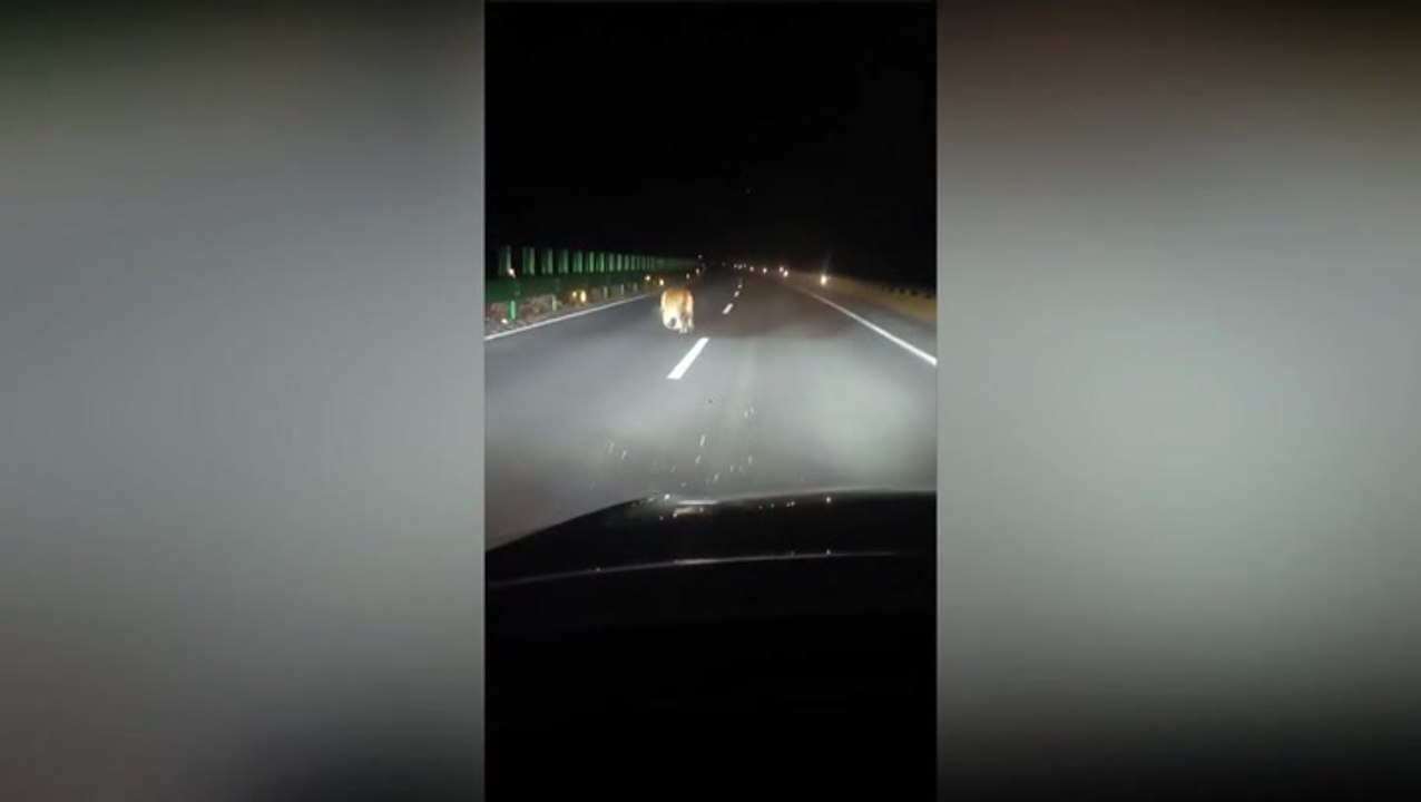 Rare Siberian tiger casually strolls in front of drivers in middle of the night in China