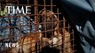 South Korea’s Parliament Unanimously Passes Historic Dog Meat Ban