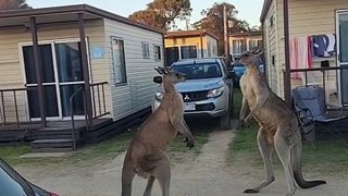 Kangaroos Go Head-to-Head During 'Crazy' Fight at Caravan Park