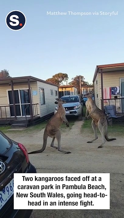Kangaroos Go Head-to-Head During 'Crazy' Fight at Caravan Park