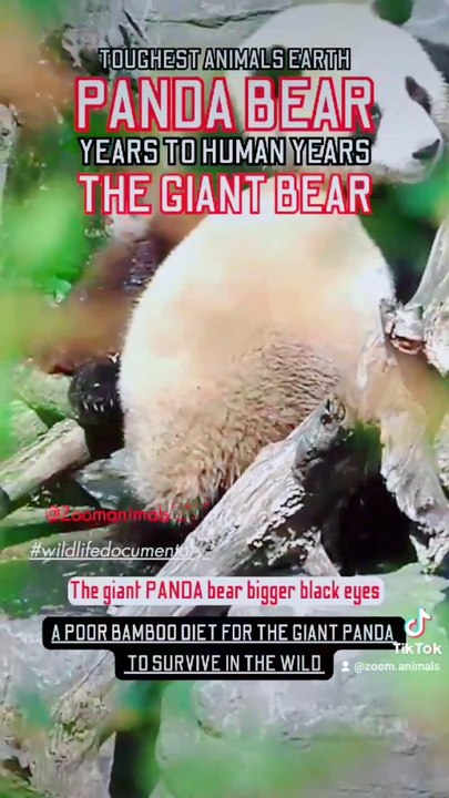 the giant red panda bear, pandas don't love mam, toughest animal earth, panda bamboo diet for a few years to survive, panda year to human years panda panda express menu panda yaya xbox 360 panda xbox panda pfp xbox 360 kung fu panda xi jinping panda xpone