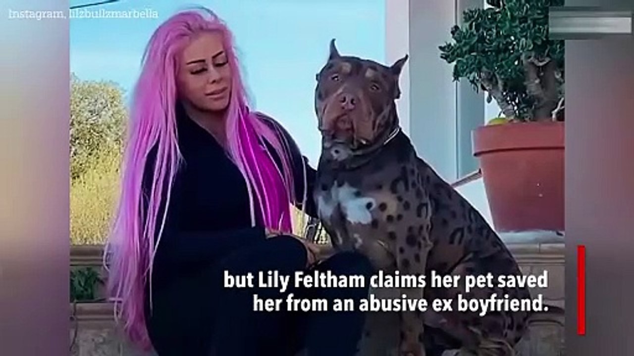 I breed 11st XL Bullys and give them glamorous makeovers