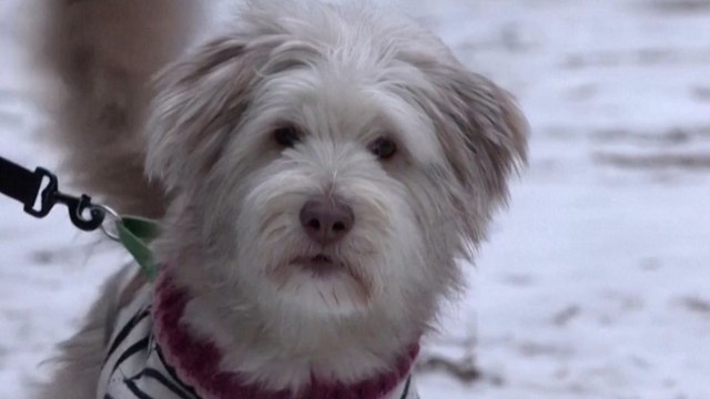 La Corée du Sud vote l'interdiction de la viande de chien