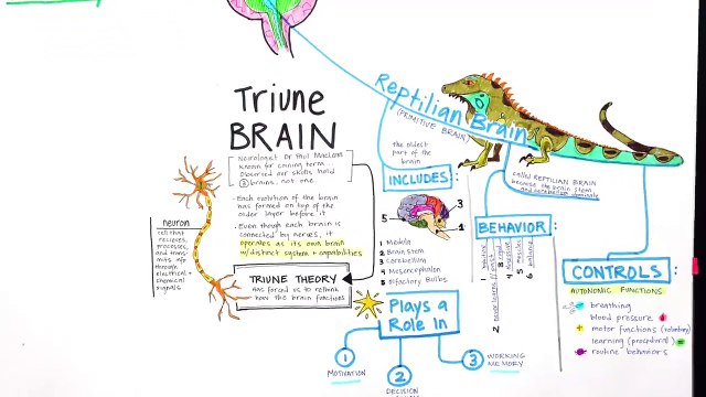 03 - Quick Review How to Make a Mind Map - Mind Mapping Course — Accelerate Learning w Keywords