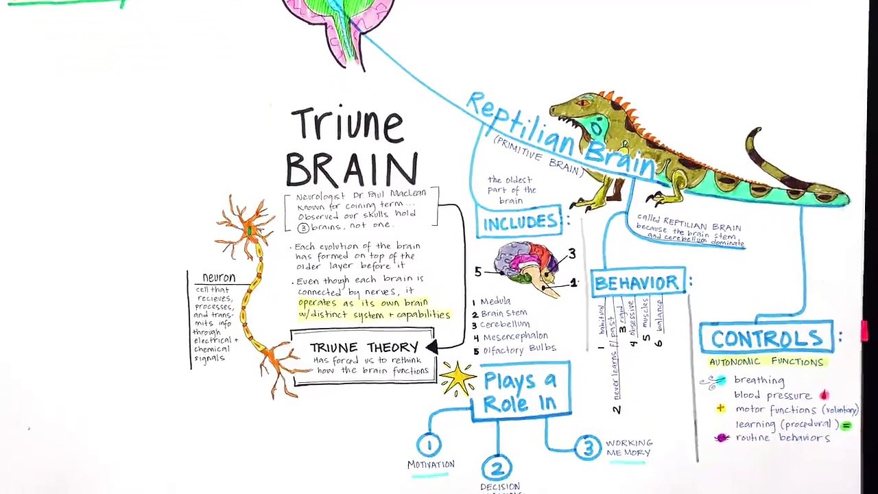 03 - Quick Review How to Make a Mind Map - Mind Mapping Course — Accelerate Learning w Keywords