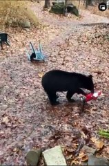 Bear Gets Himself A Christmas Present
