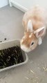 Bunny Displeased With Growing Grass