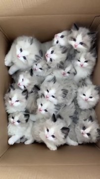 Welcome to our hilarious compilation of funny cats! Get ready to laugh out loud as these adorable felines showcase their silly antics and playful personalities. From epic fails to unexpected surprises, this video is guaranteed to brighten your day and put