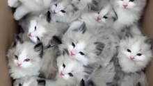 Welcome to our hilarious compilation of funny cats! Get ready to laugh out loud as these adorable felines showcase their silly antics and playful personalities. From epic fails to unexpected surprises, this video is guaranteed to brighten your day and put