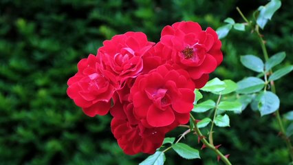 Özledim Rasulu gönül yanıyor