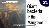 La bacteria más grande del mundo fue hallada en manglares - #ExclusivoMSP