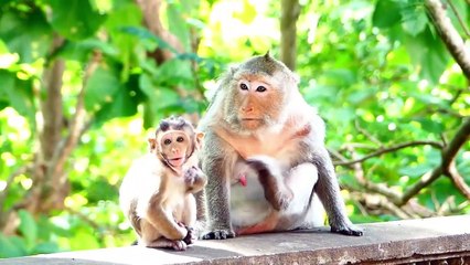 Old Mother Barry Really Afraid Of Big Male Monkey Coming In, Barry Open Mouth With Scariness (720p_25fps_H264-192kbit_AAC)