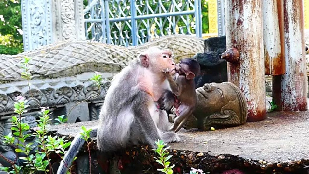 Old Mother Barry Warns Tiny Baby Who Jumps To Hold Hurt (720p_25fps_H264-192kbit_AAC)