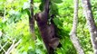 OMG ! Pities Mother Monkey & Baby Escape from Other Monkey Almost Falling down from Tree (720p_25fps_H264-192kbit_AAC)