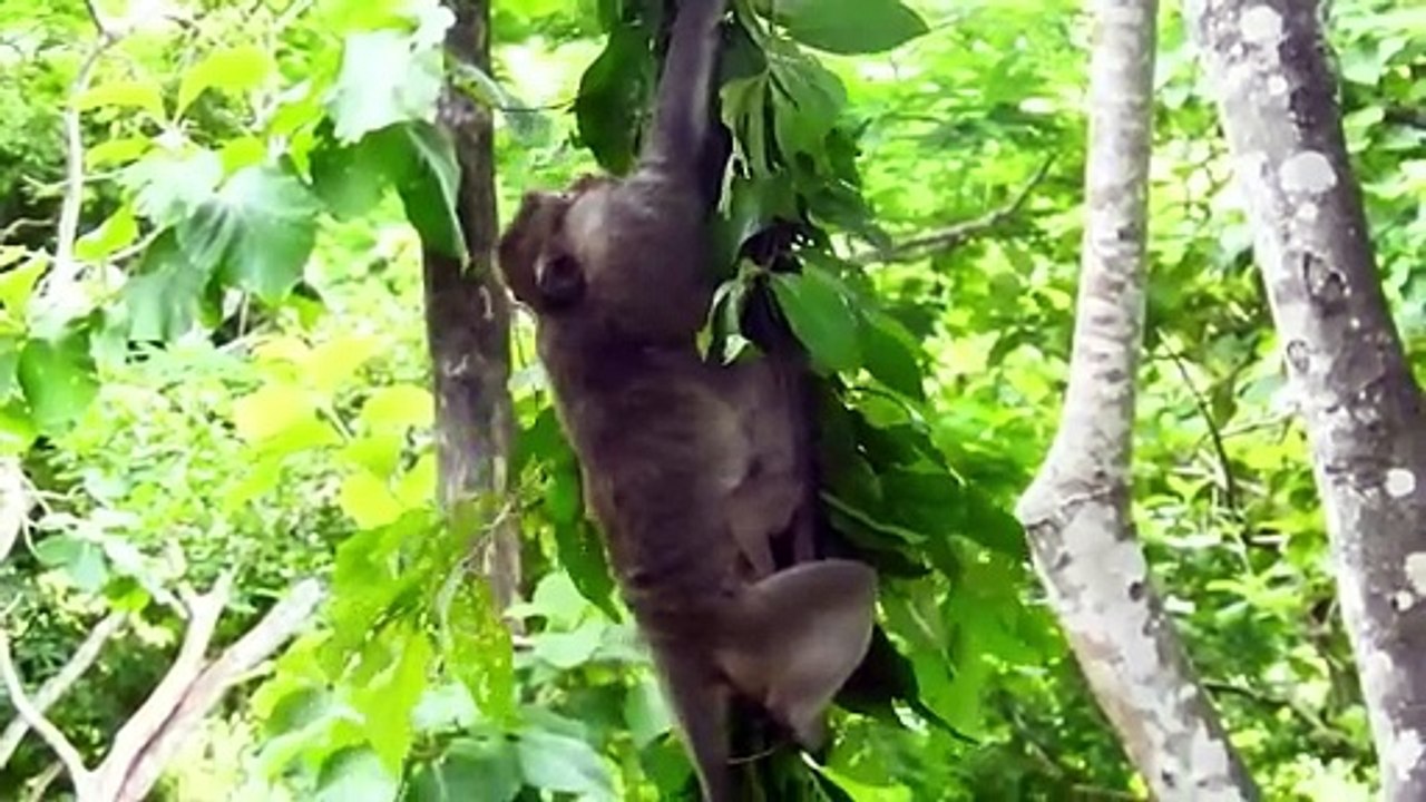 OMG ! Pities Mother Monkey & Baby Escape from Other Monkey Almost Falling down from Tree (720p_25fps_H264-192kbit_AAC)
